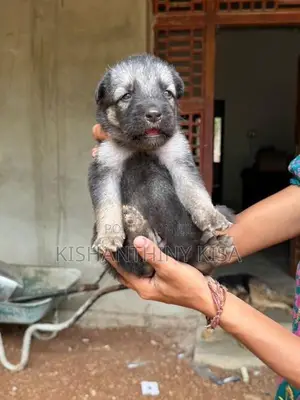 German Shepherd Puppies