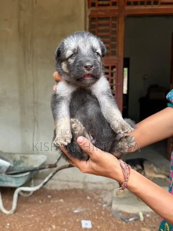 German Shepherd Puppies
