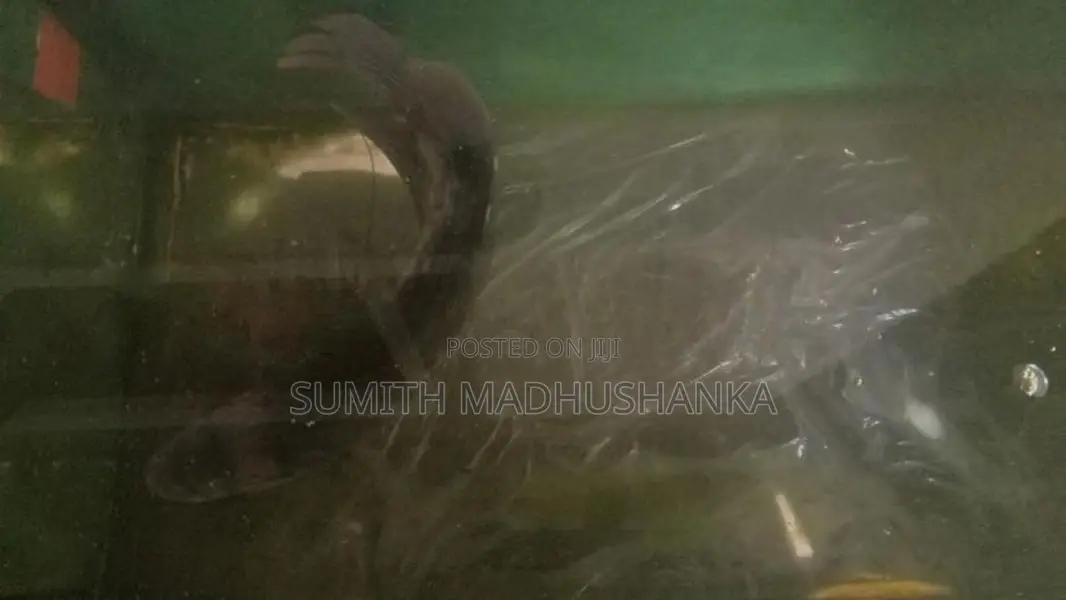 Jam Gurami Fish