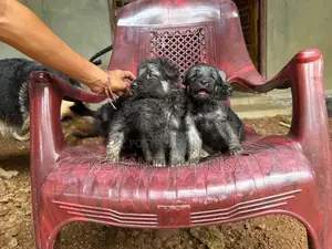German Shepherd Puppies