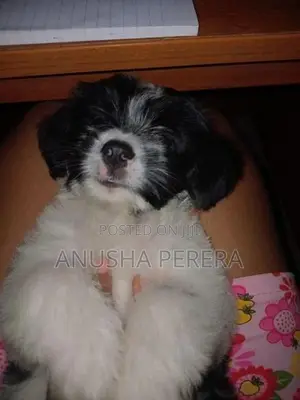 Shih Tzu Puppies