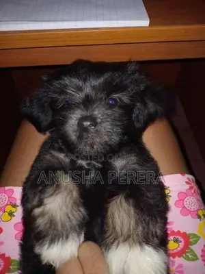 Shih Tzu Puppies