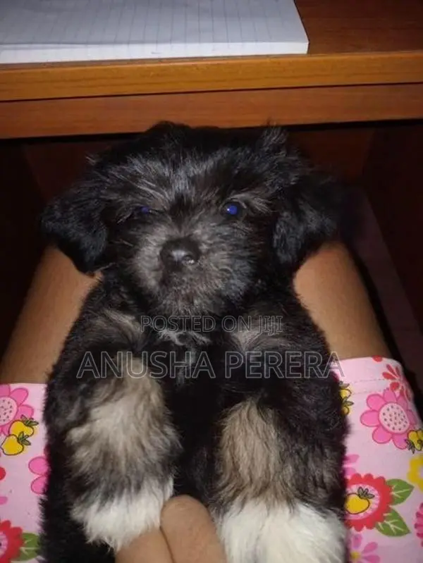 Shih Tzu Puppies
