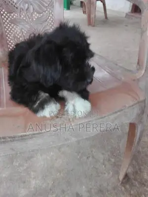 Shih Tzu Puppies