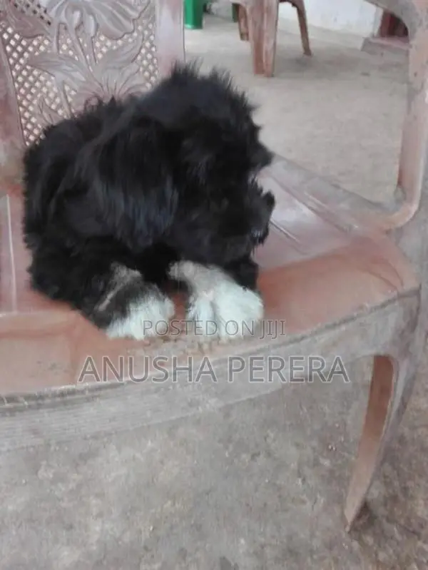 Shih Tzu Puppies