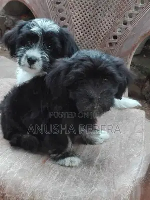 Shih Tzu Puppies