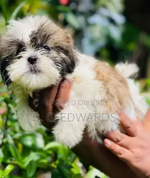 Shih Tzu Puppies