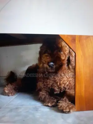 Toy Poodle