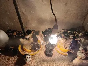 ගං කිකිළි පැටවුන්