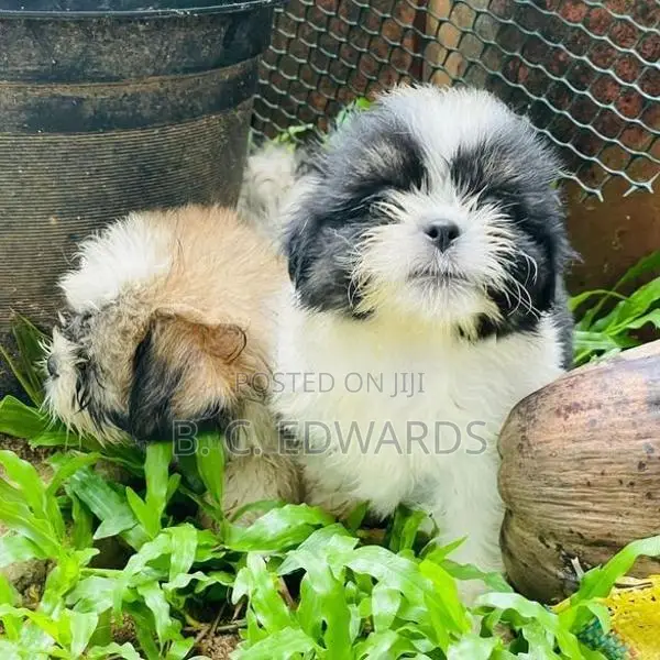 Shih Tzu Puppies