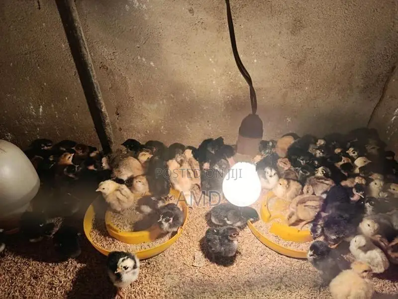 ගං කිකිළි පැටවුන්