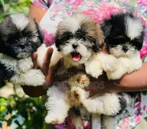 Shih Tzu Puppies