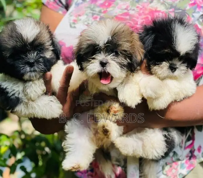 Shih Tzu Puppies