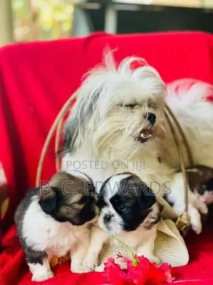Shih Tzu Puppies
