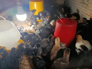 ගං කිකිළි පැටවුන්