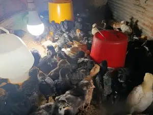 ගං කිකිළි පැටවුන්
