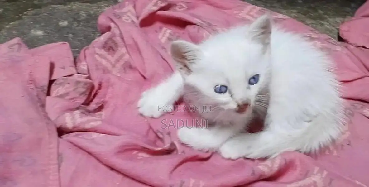 Persian Mix Cat