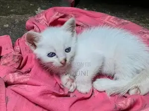 Persian Mix Cat