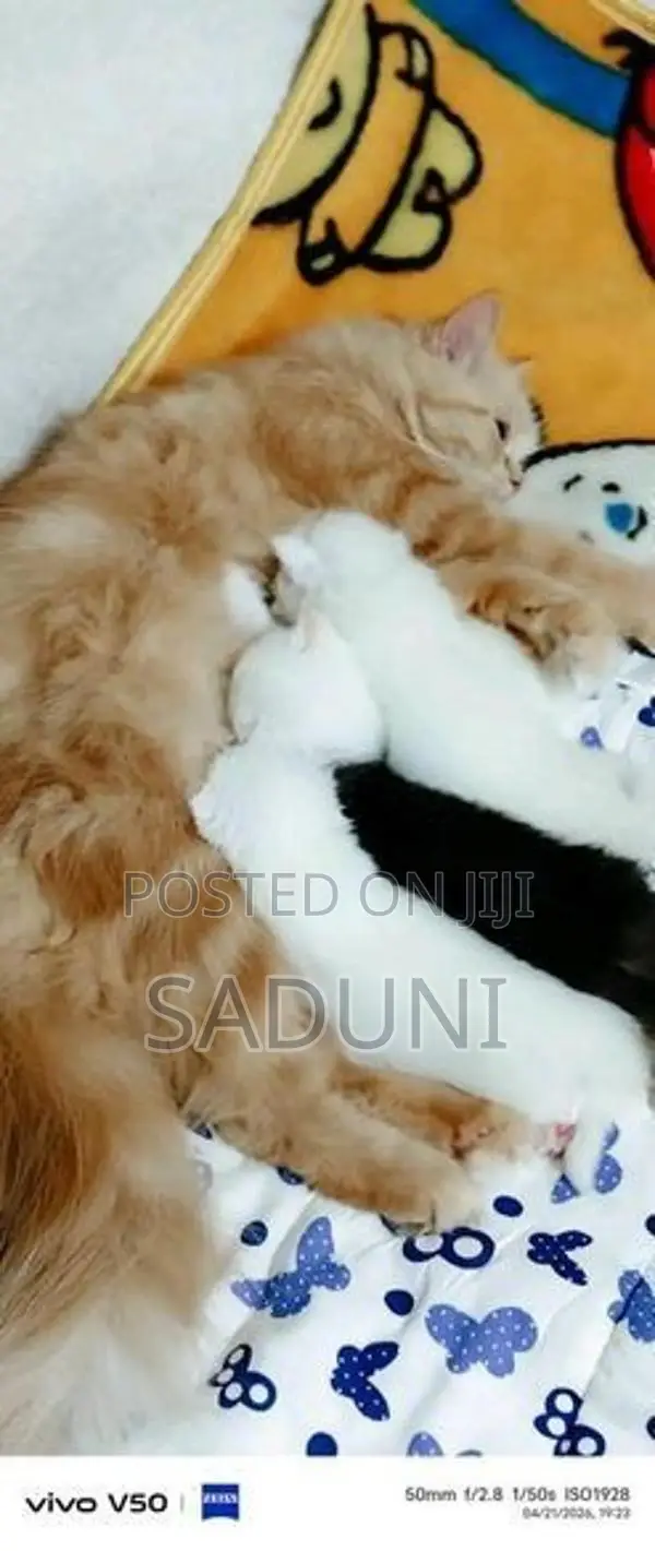 Persian Mix Cat