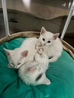 Persian Mix Cat