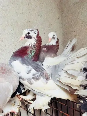 Pigeons