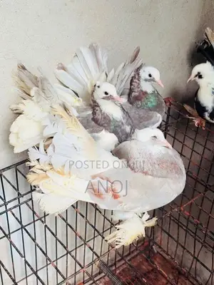 Pigeons