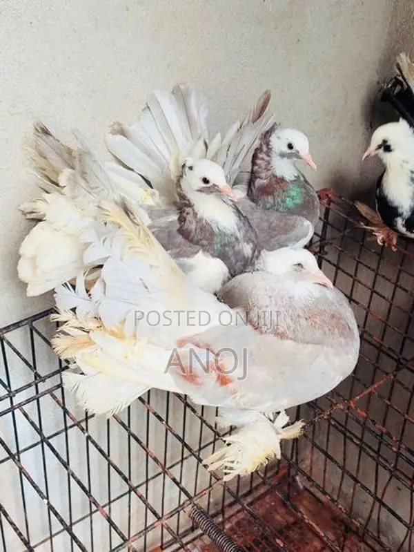 Pigeons