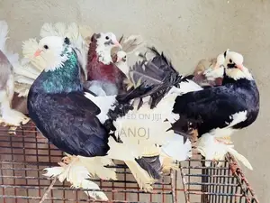 Pigeons