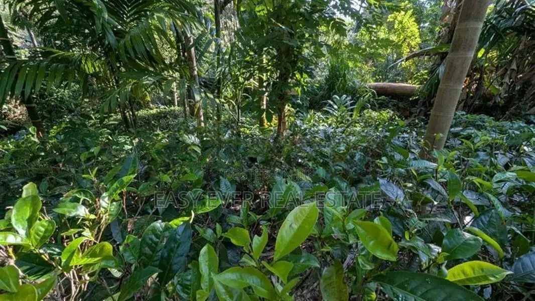 අත්තනගලු ඔයට මායිම්ව තේ පොල් වගාව සහිත වටිනා ඉඩම විකිණීමට