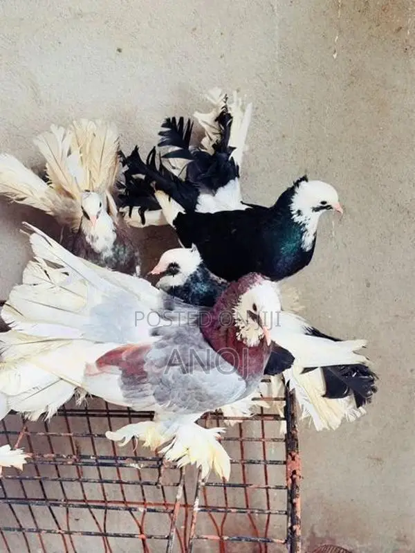 Pigeons