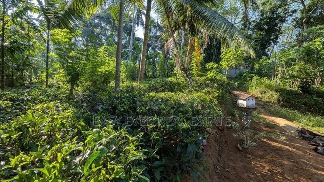 අත්තනගලු ඔයට මායිම්ව තේ පොල් වගාව සහිත වටිනා ඉඩම විකිණීමට