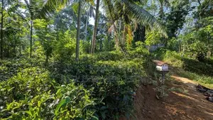 අත්තනගලු ඔයට මායිම්ව තේ පොල් වගාව සහිත වටිනා ඉඩම විකිණීමට