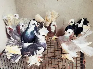 Pigeons