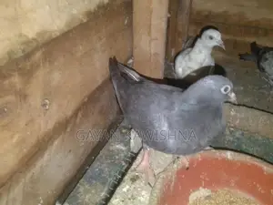 Pigeon