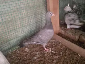 Pigeon