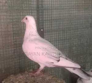 Pigeon
