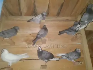 Pigeon