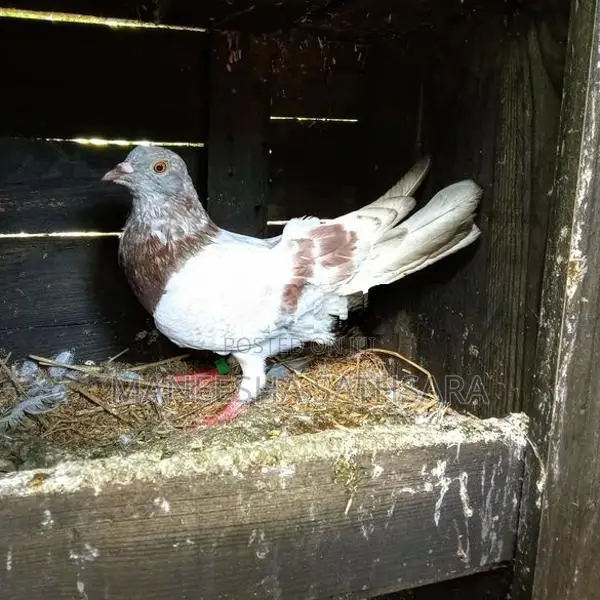 Pigeons
