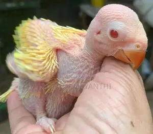 Ring Neck Birds