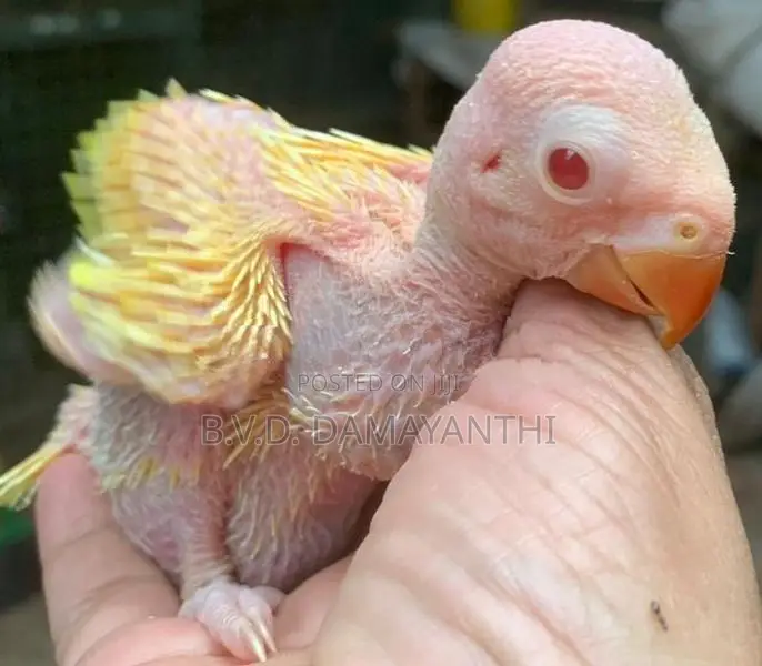 Ring Neck Birds