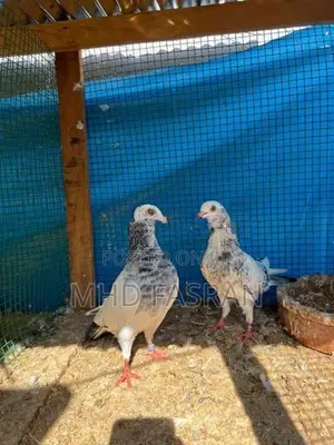 Pigeon