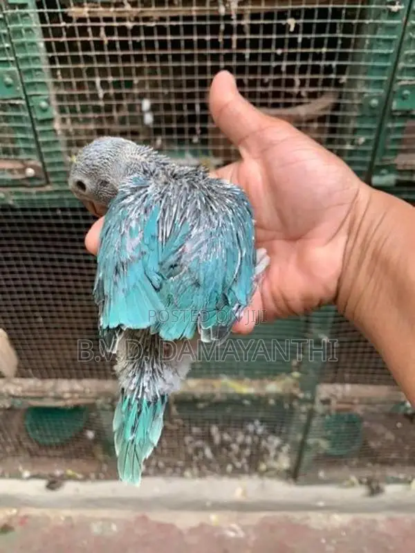 Ring Neck Birds