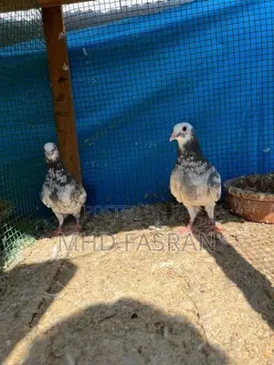 Pigeon