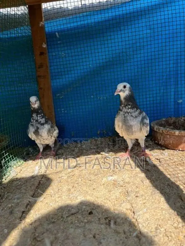 Pigeon
