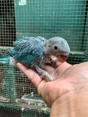 Ring Neck Birds