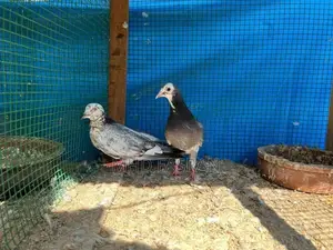 Pigeon