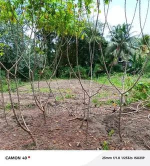 Land for Sale in Mahena ( Horana)