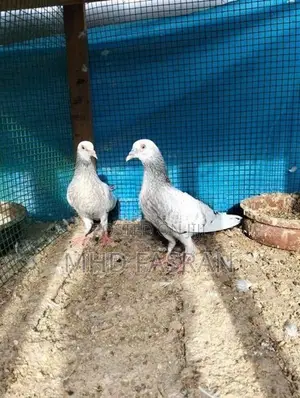 Pigeon