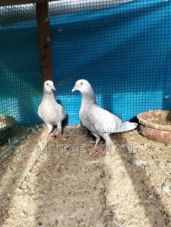Pigeon