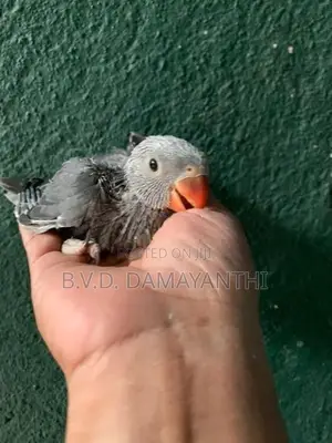 Ring Neck Birds